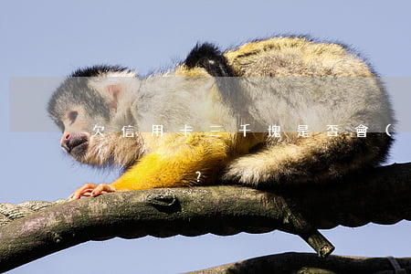 欠信用卡三千塊是否會(huì)坐牢？